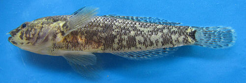 Eastern tubenose goby